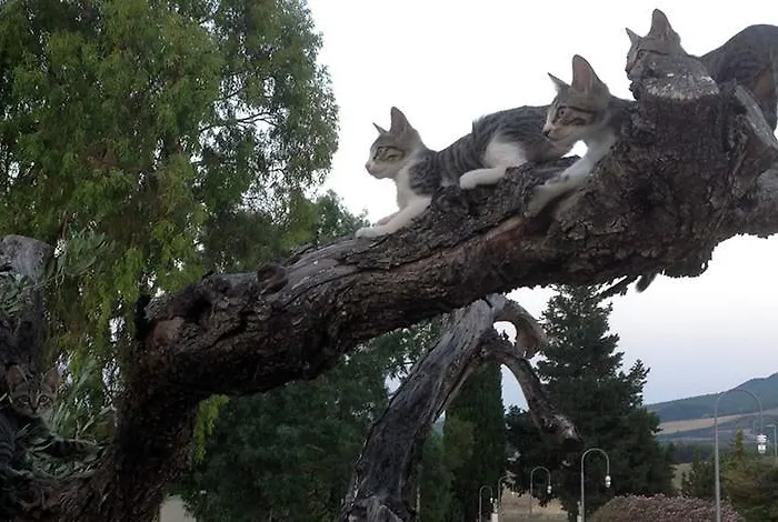 Tempa Bianca Martella